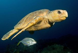 Stinker’s Fishin’: Protecting our turtles