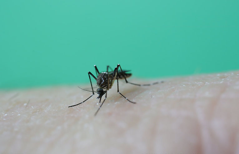 Mosquito numbers set to soar after long rains
