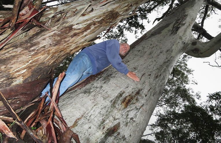 Recording notable old trees in Dungog Shire