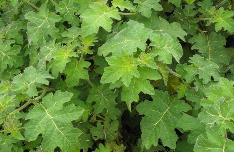 NSW Gov funds $10m for weed control and eradication