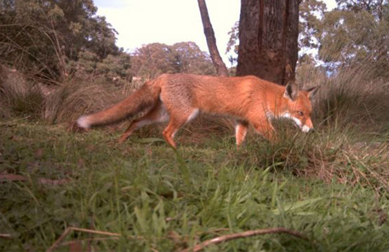 Wild dog and fox control underway in the Upper Hunter