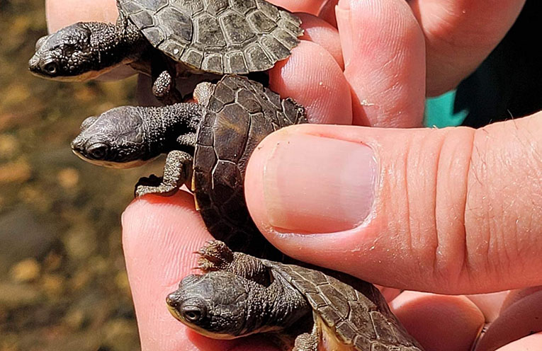 Endangered Manning River Turtle faces new threat