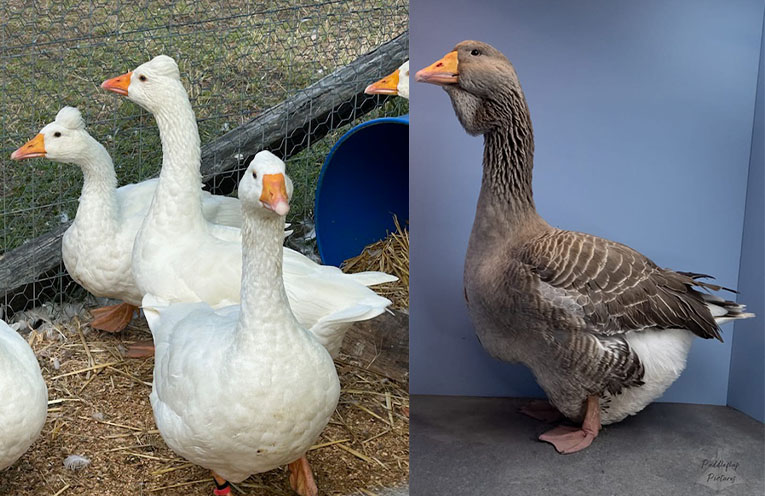 Brookfield breeders rule the roost