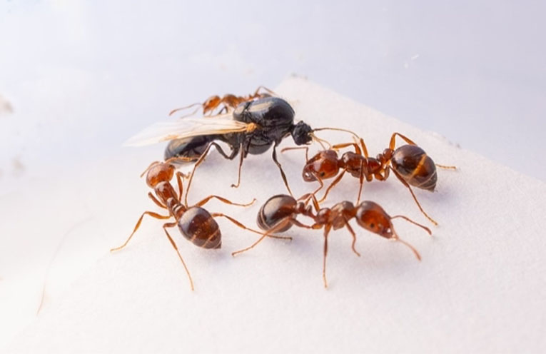 Fire ants discovered in Tweed Heads