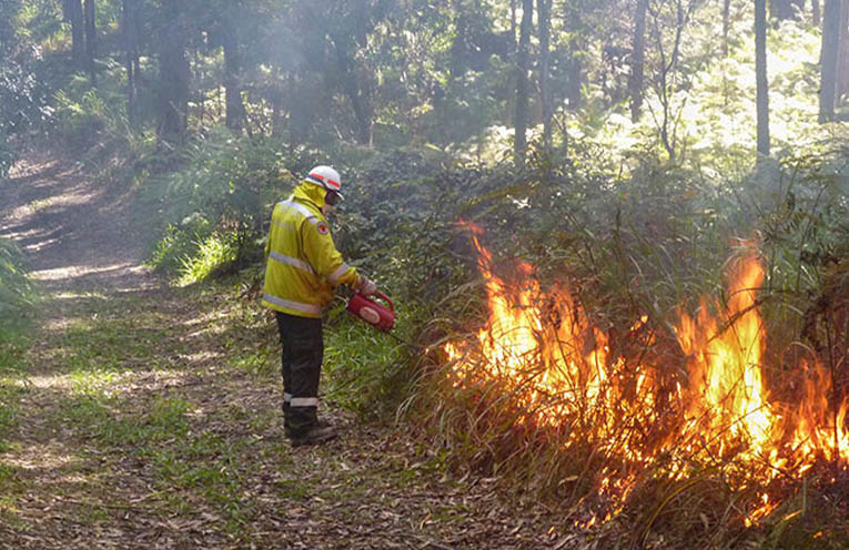 Study: Prescribed burning threatens survival of skinks and other wildlife