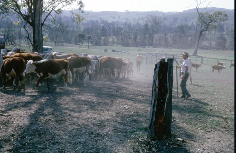 Celebrating 60 years of Tocal College