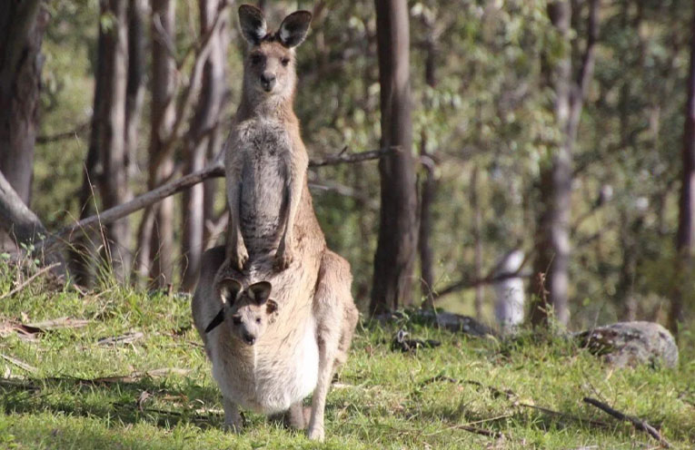 Community voice needed: survey open for Dungog Common users