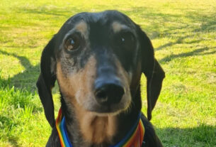 Paws, pints and prizes at Wallarobba Hall Octoberfest
