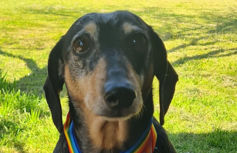 Paws, pints and prizes at Wallarobba Hall Octoberfest