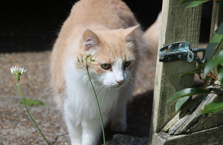 Greens to introduce cat containment laws in NSW