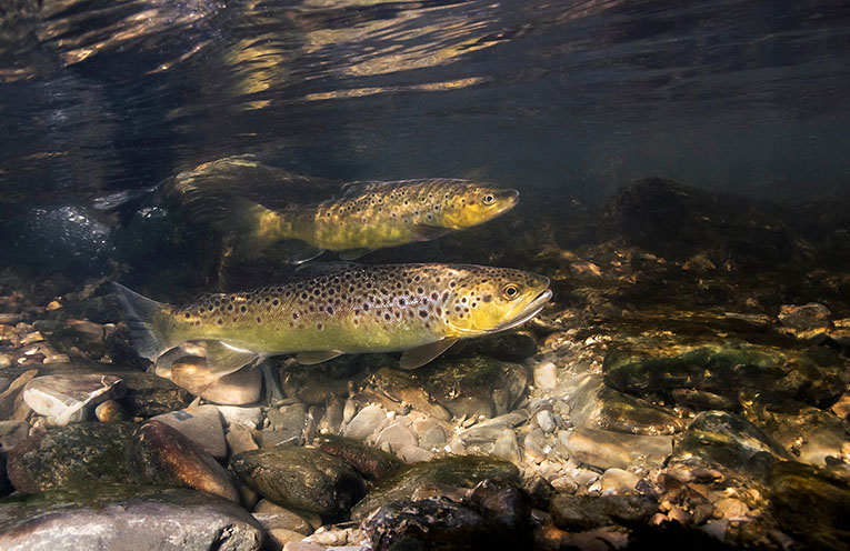 Trout fishing season officially opens across NSW