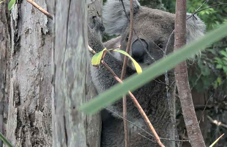 Reform urged as native animals face deadly spring