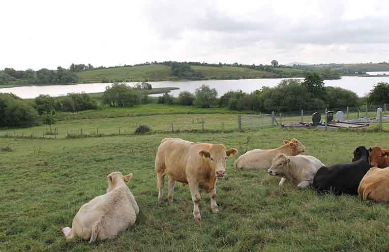 NSW Government releases report to guide primary industries to lower emissions