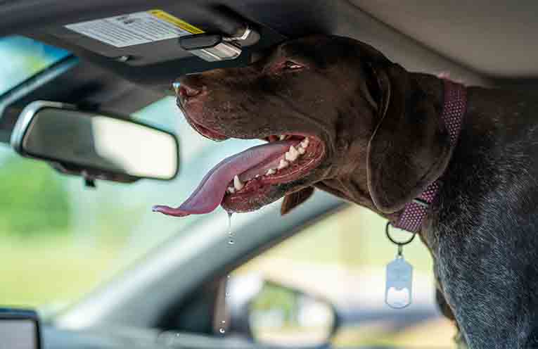 Government flags tougher penalties for animal cruelty including jail time for leaving dogs in hot cars
