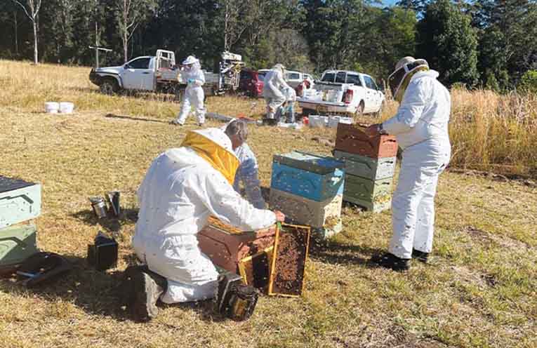 Varroa mite showing resistance to chemical treatments