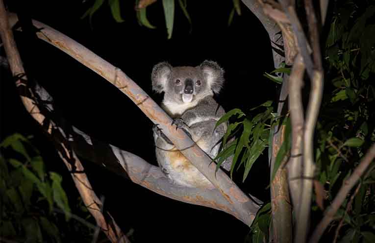Australian Wildlife Conservancy calls for Stroud landholders to join new Conservation Precinct