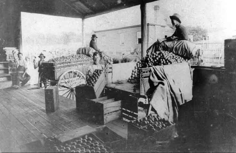 Community invited to celebrate the famous Paterson River Oranges