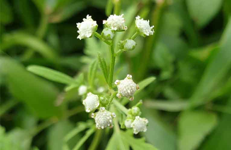 Weed action program gets an update