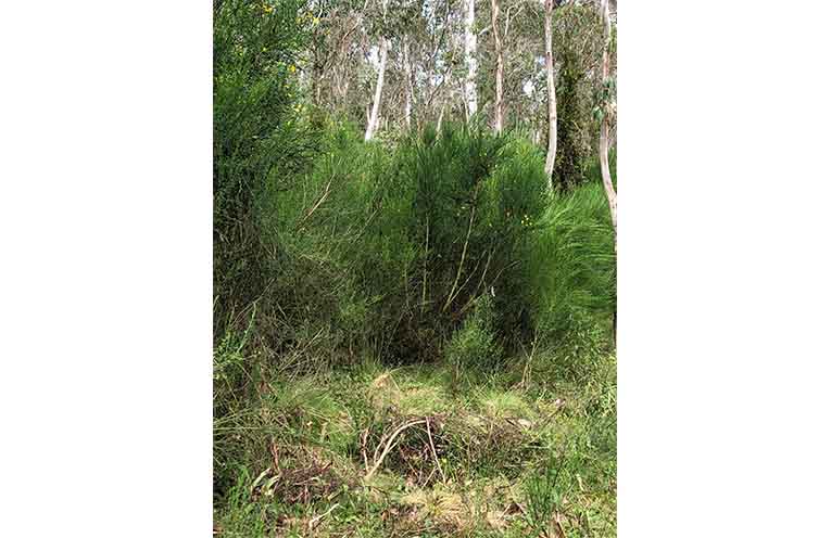 he Scotch Broom infestation near Polblue in 2023, which has now been cleared.