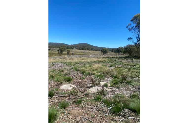 A large area recently cleared of Scotch Broom by the mechanical muncher.