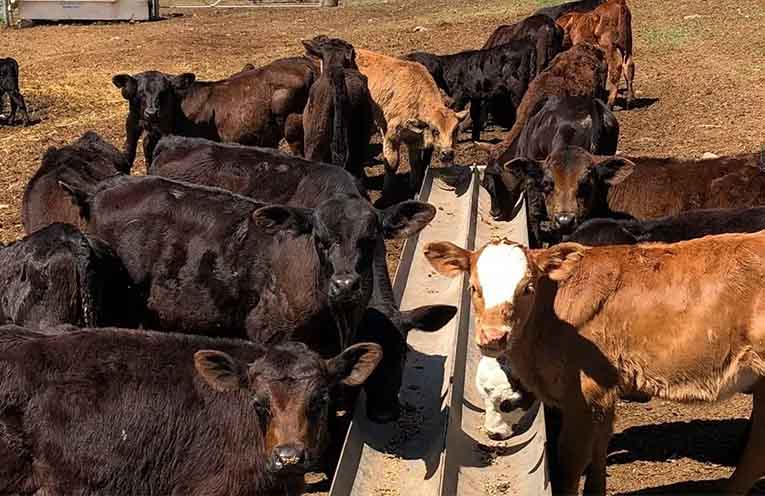 Education for landholders facing pasture dieback, tight winter conditions