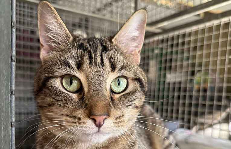 Funding for animal rehoming organisations in the Hunter