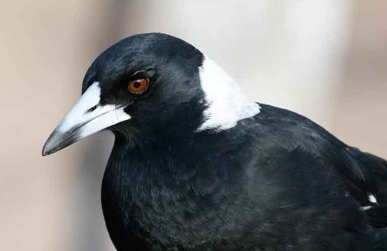Magpies ‘swoop’ into top spot in national bird count