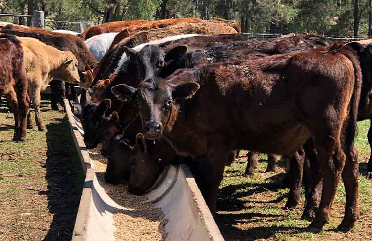 Talking tactics for the winter ahead with Local Land Services