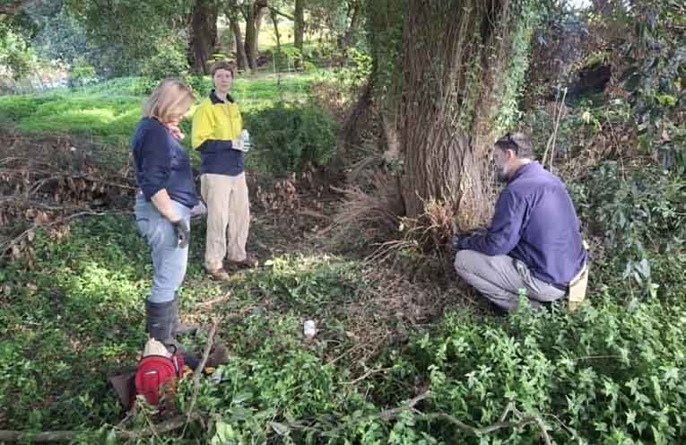 Strangler vine struck down by working bee