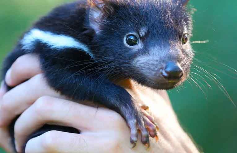 Aussie Ark tour dates at Barrington Tops Sanctuary
