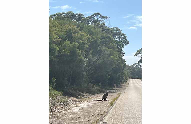 Kangaroos were involved in the highest number of fatal crashes involving animals. Photo: TfNSW.