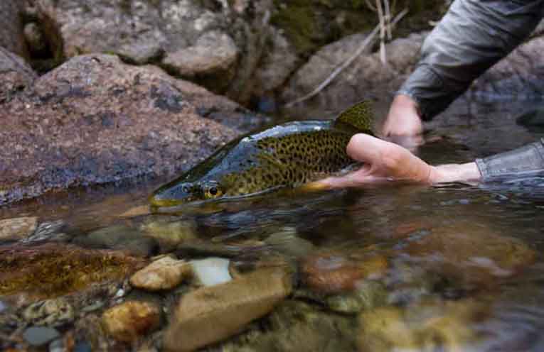 Don’t hook a fine when casting for trout