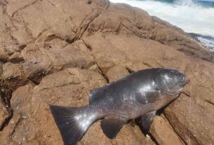 Best spots to land rock blackfish in Port Stephens