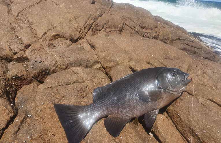 Best spots to land rock blackfish in Port Stephens