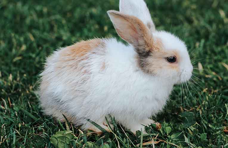 Give former lab rats, mice, guinea pigs and rabbits a forever home