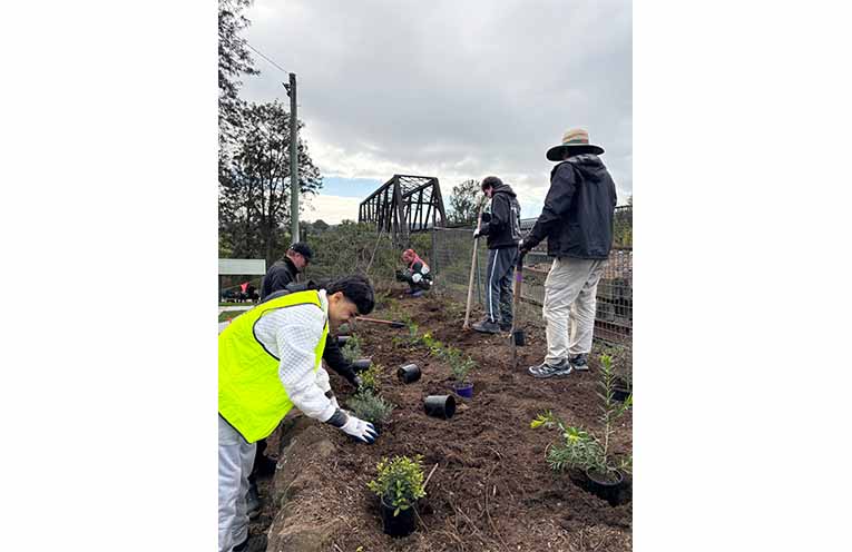 Kings Wharf Park UTS student plantings.