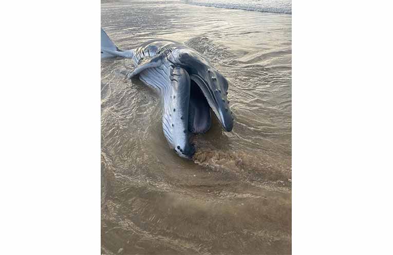 The baby humpback may have become stranded for a variety of reasons, a whale expert says. Photos: The Organisation for the Rescue and Research of Cetaceans in Australia.