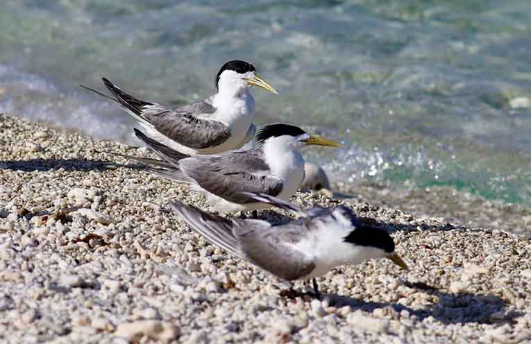 Seven suspected bird flu cases in native species