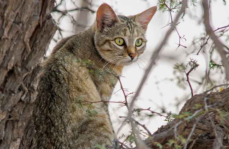 Cats highly susceptible to H5Na avian influenza