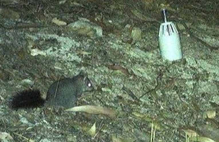 Rare sighting of elusive tree-dwelling marsupial at Myall Lakes