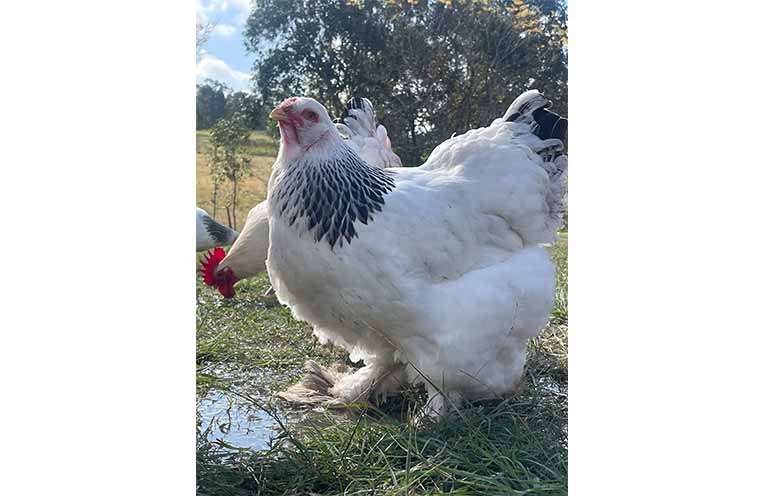 Healthy chooks at Barrington Brahmas free-ranging in the sunshine. Photo: Supplied.