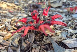 Citizen scientists photograph and catalogue fungi