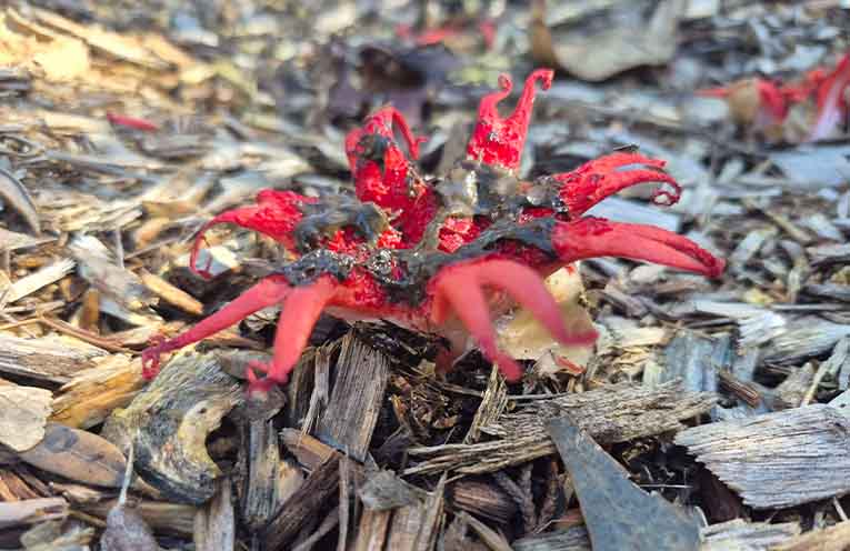 Citizen scientists photograph and catalogue fungi