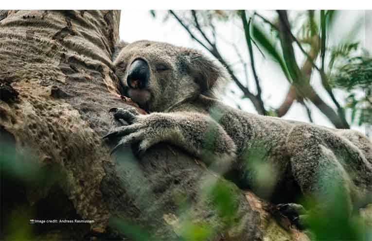 Every animal rescue reflects broader environmental challenges. Photo: @WIRES.wildlife.rescue..