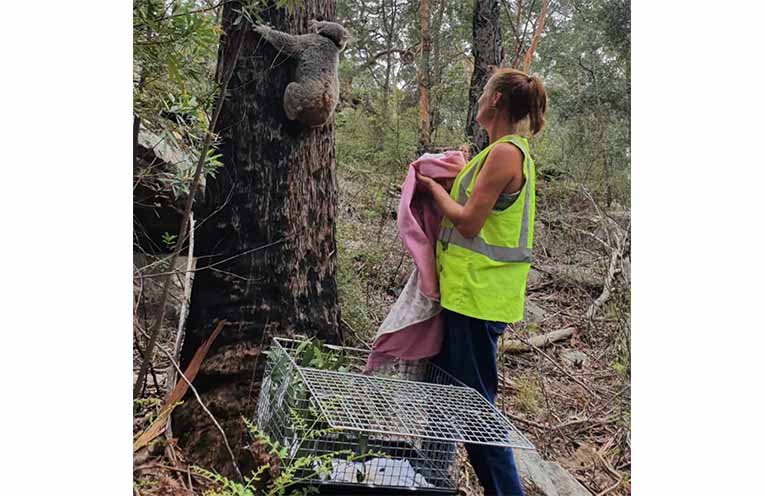 WIRES volunteers care for injured and orphaned wildlife. Photo: @WIRES.wildlife.rescue.