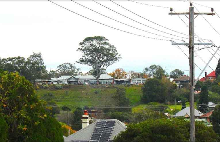 The Dungog Hospital Tree: still standing, for now