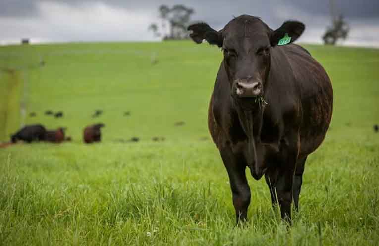 Expert advice and neighbourly support offered at local livestock roadshow