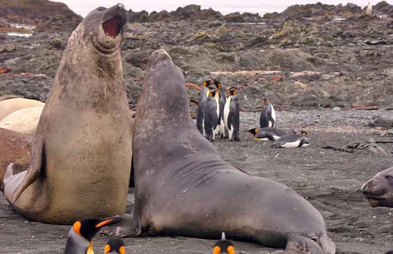 Bird flu threat gets real for elephant seals