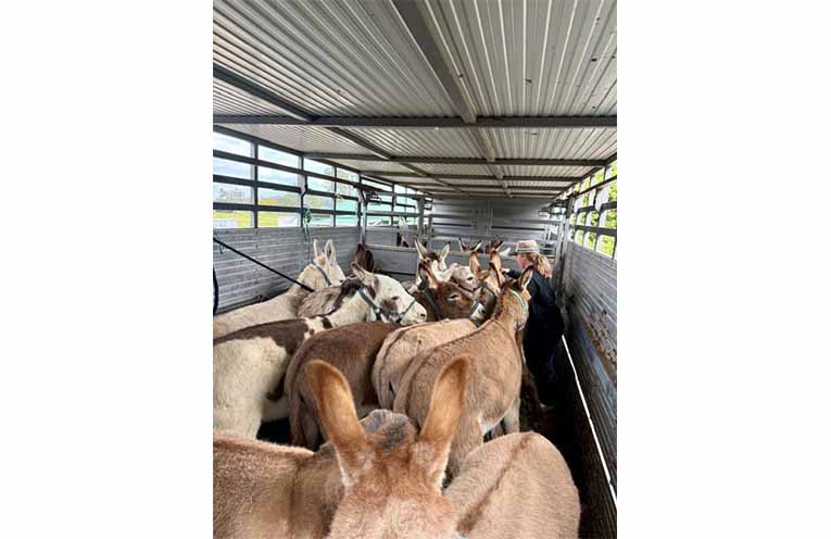 Volunteer, Amanda Warren, helping load the ‘travelling donkeys’.
