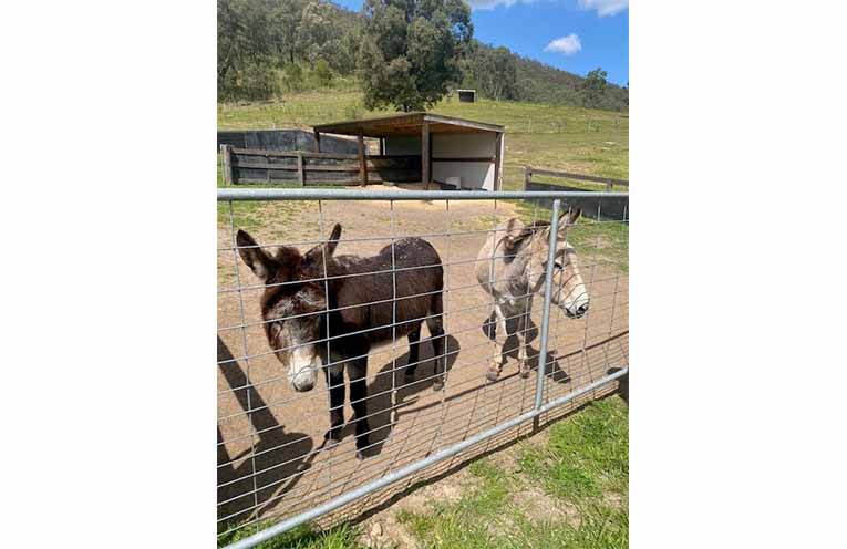 Tess (44 years) and Gilbert (49), the Donkey Sanctuary’s resident geriatric donkeys.